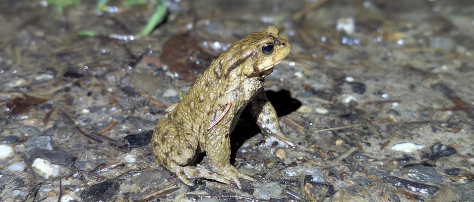 Erdkr&ouml;te auf Wanderung
